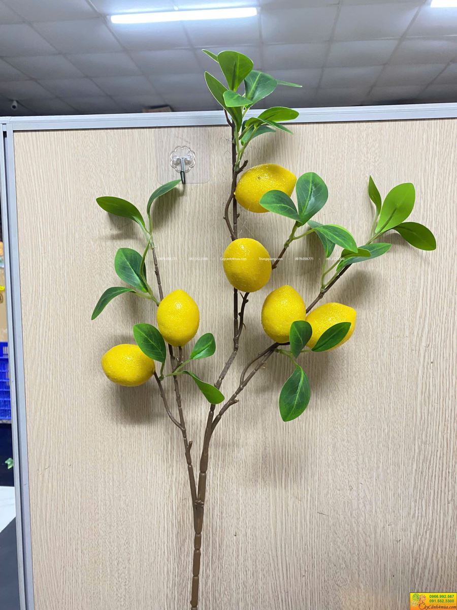 cành chanh vàng 6 quả